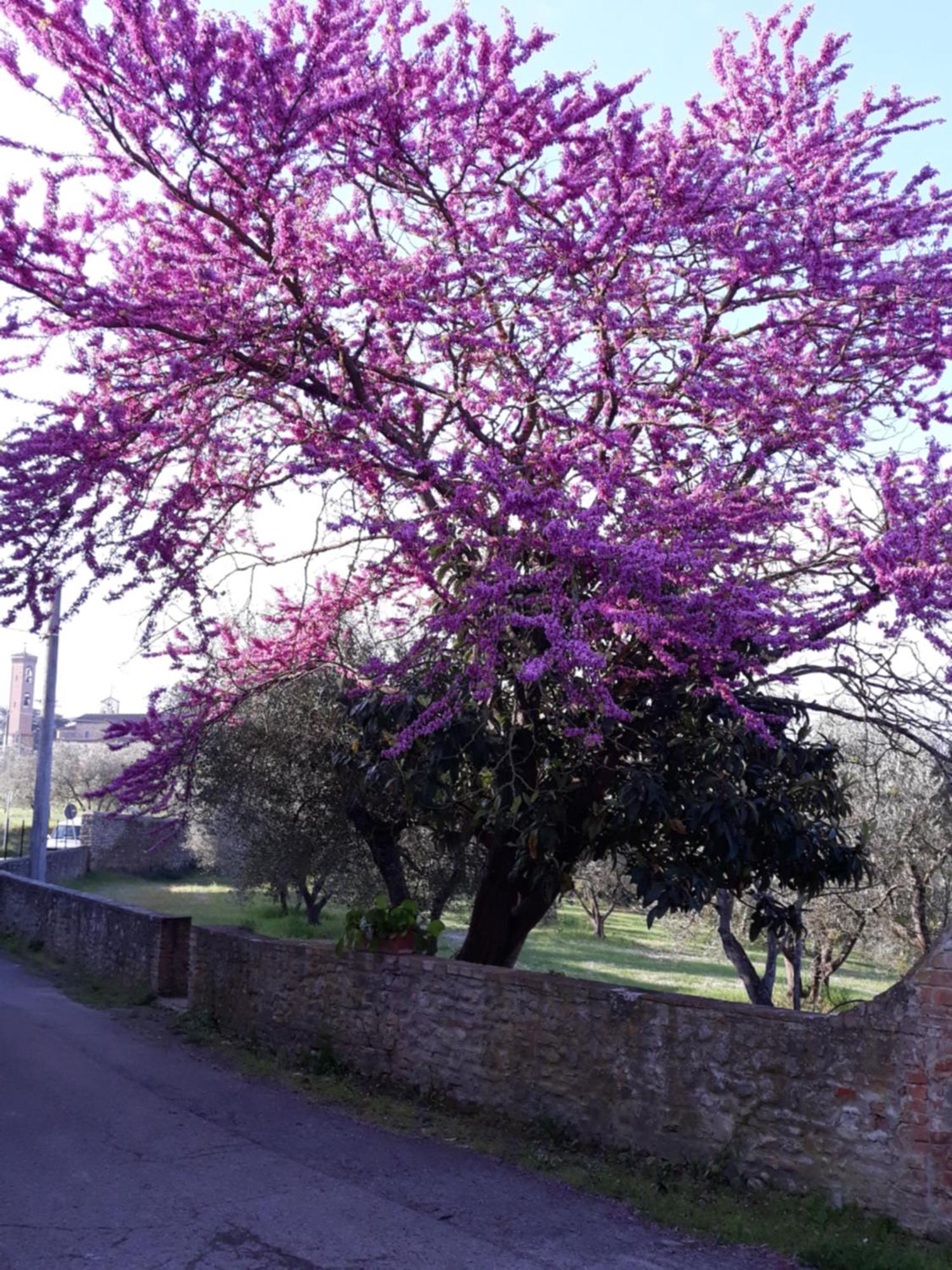Fattoria Poggio Capponi Villa Montespertoli Kültér fotó
